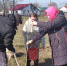 На аллеях в селах Избищи и Ягодное работниками администрации и дома культуры, было посажено более 100 саженцев рябины, берез, акации. - Ягодновский сельсовет